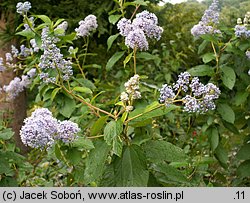 Ceanothus xdelilianus