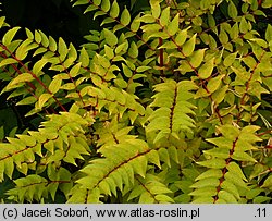 Coriaria japonica (garbownik japoński)