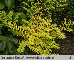 Coriaria japonica (garbownik japoński)