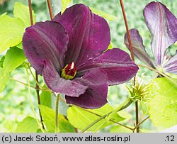 Clematis Gipsy Queen