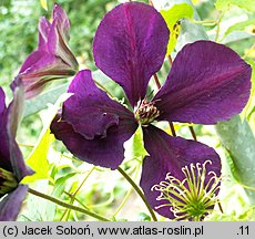 Clematis Gipsy Queen