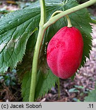 Podophyllum emodi (stopowiec himalajski)