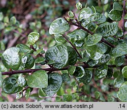 Lonicera nitida (suchodrzew mirtolistny)