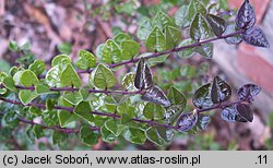 Lonicera nitida (suchodrzew mirtolistny)