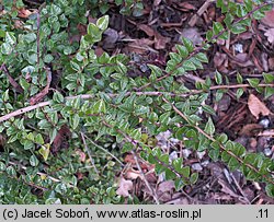 Lonicera nitida (suchodrzew mirtolistny)