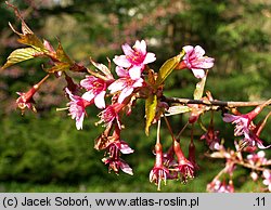 Prunus serrulata (wiśnia piłkowana)