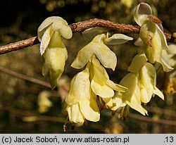 Corylopsis pauciflora