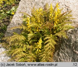 Corydalis cheilanthifolia (kokorycz paprociowa)