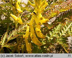 Corydalis cheilanthifolia (kokorycz paprociowa)