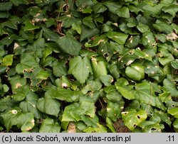 Hedera colchica