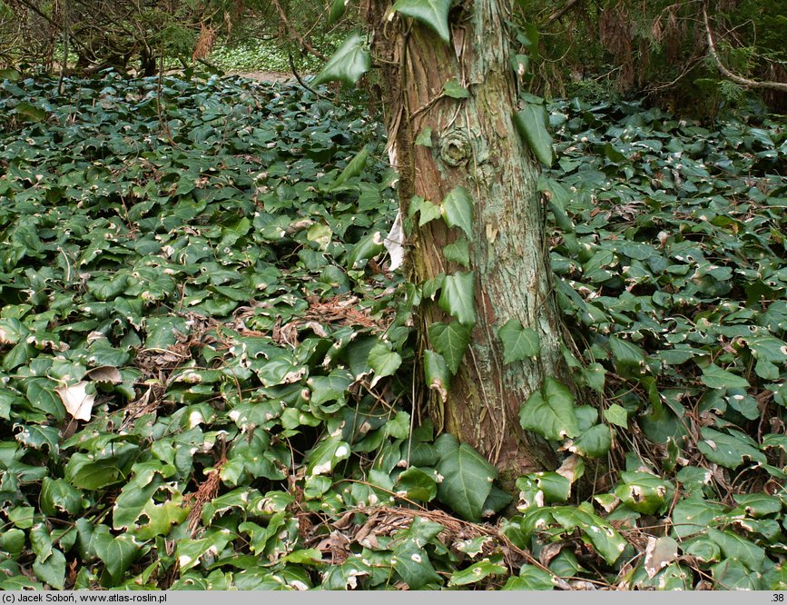 Hedera colchica