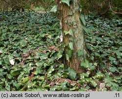 Hedera colchica