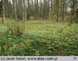 Petasites japonicus