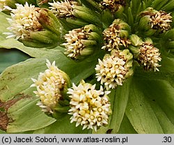 Petasites japonicus