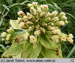 Petasites japonicus