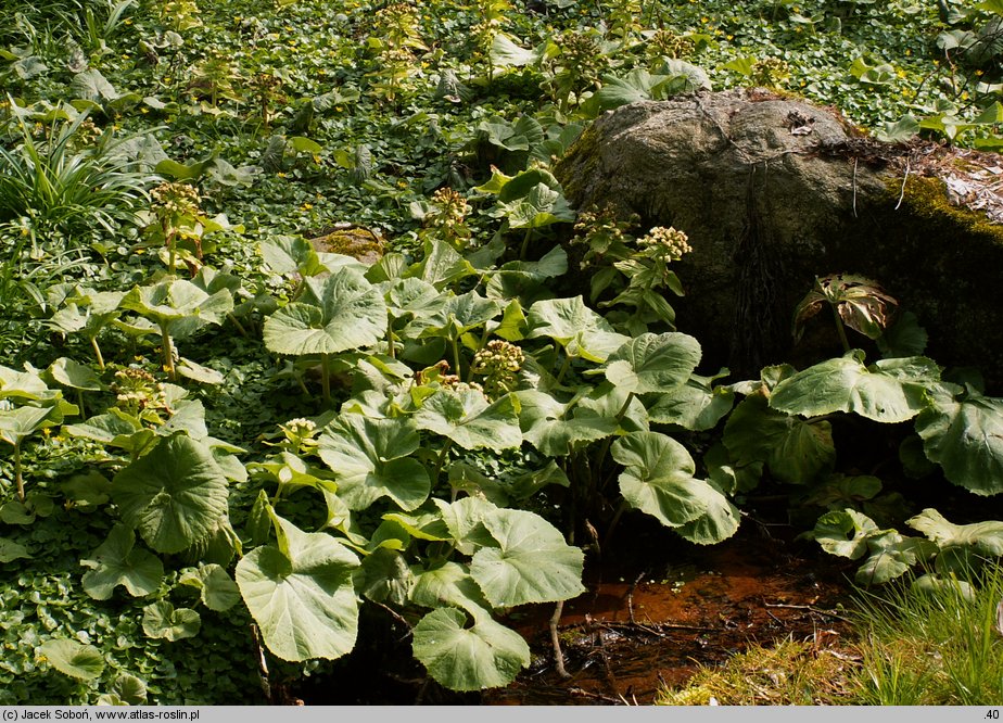 Petasites japonicus