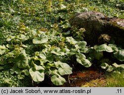 Petasites japonicus