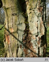 Acer heldreichii ssp. trautvetteri (klon Trautvettera)