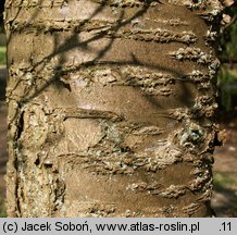 Prunus sargentii (wiśnia Sargenta)