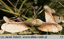 Acer griseum (klon strzępiastokory)