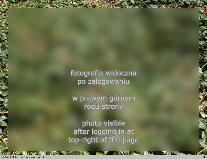 Gaultheria procumbens (golteria pełzająca)
