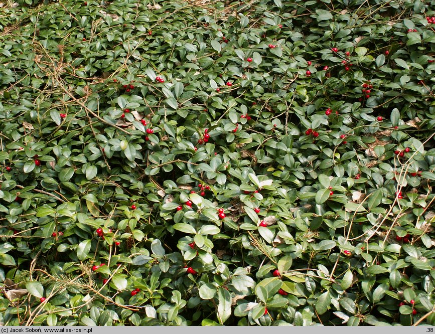 Gaultheria procumbens (golteria pełzająca)