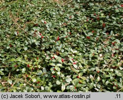 Gaultheria procumbens (golteria pełzająca)