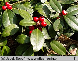 Gaultheria procumbens (golteria pełzająca)