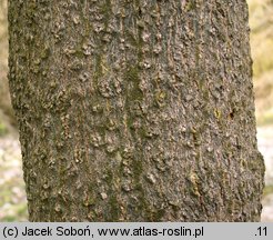 Magnolia officinalis (magnolia lekarska)