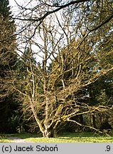 Magnolia officinalis (magnolia lekarska)