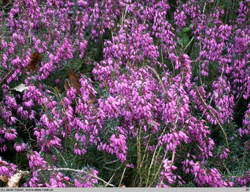 Erica carnea Praecox Rubra