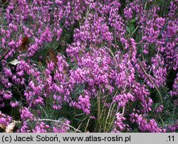 Erica carnea Praecox Rubra