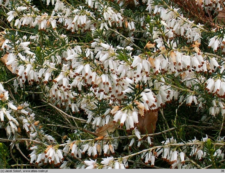 Erica carnea Springwood White