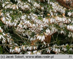 Erica carnea Springwood White