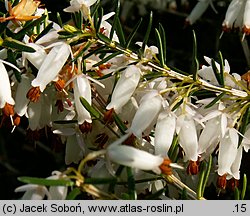 Erica carnea Springwood White