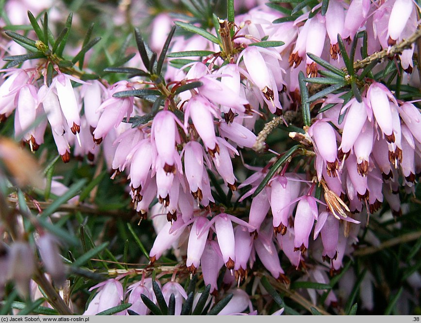 Erica carnea Springwood Pink