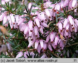 Erica carnea Springwood Pink