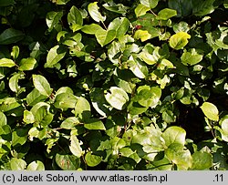 Gaultheria shallon (golteria szallon)