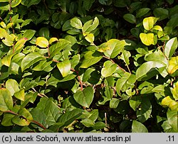 Gaultheria shallon (golteria szallon)