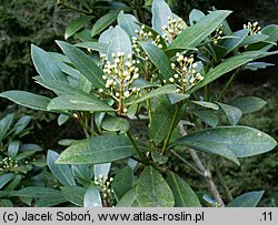 Skimmia japonica (skimmia japońska)