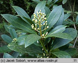 Skimmia japonica (skimmia japońska)