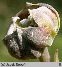 Cornus florida (dereń kwiecisty)