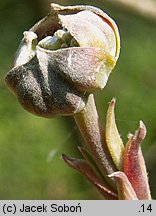 Cornus florida (dereń kwiecisty)