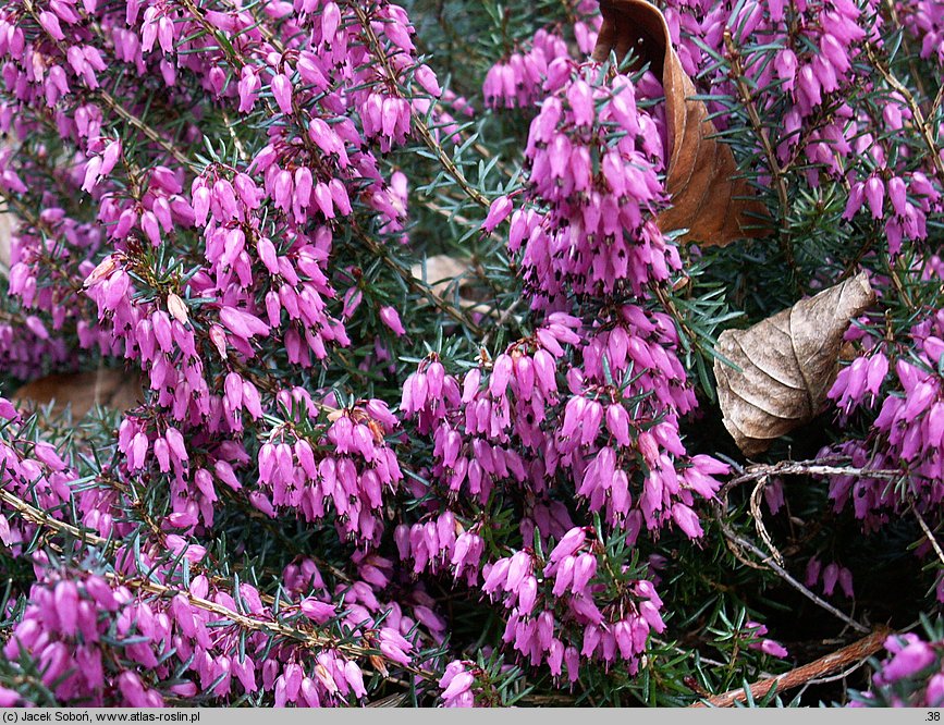 Erica carnea Praecox Rubra