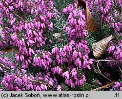 Erica carnea Praecox Rubra