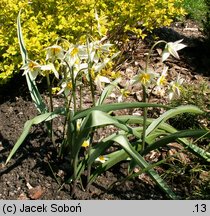 Tulipa turkestanica (tulipan turkiestański)