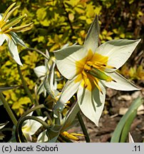 Tulipa turkestanica (tulipan turkiestański)