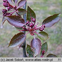 Malus ×purpurea (jabłoń purpurowa)