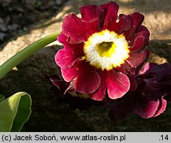 Primula ×pubescens (pierwiosnek omszony)