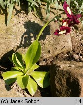 Primula ×pubescens (pierwiosnek omszony)